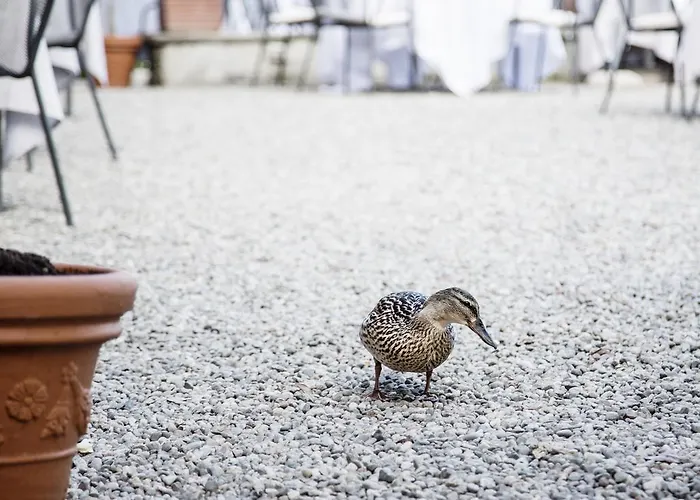 Ristorante Il Verbano
